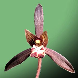 Cymbidium goeringii