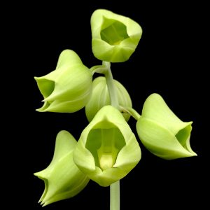 Catasetum macroglossum