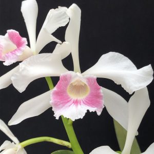 Cattleya purpurata var. carnea (syn. Laelia purpurata var. carnea)