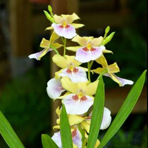 Milmiltonia Yellow Sunset