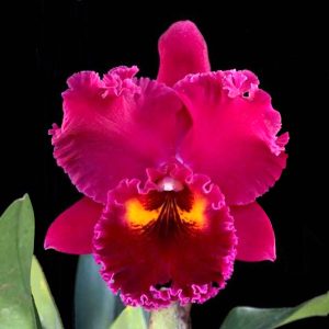 Rhyncholaeliocattleya Sanyung Ruby 'Grand Dragon' AM/AOS