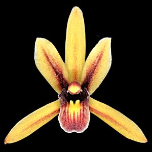 Cymbidium aloifolium