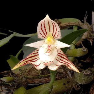 Bulbophyllum ambrosia