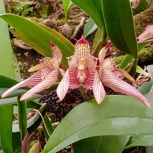 Bulbophyllum bicolor