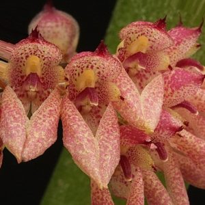 Bulbophyllum fenestratum