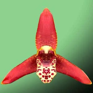 Maxillaria tenuifolia