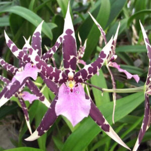 Brassidium Petit Pierre