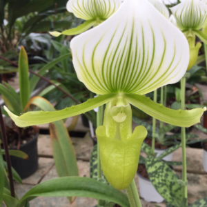 Paphiopedilum Maudiae