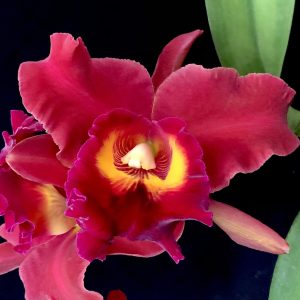 Rhyncholaeliocattleya Chialin Red Sun
