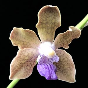 Vanda tessellata