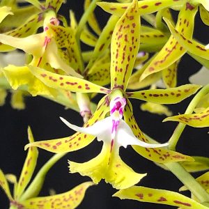 Epidendrum stamfordianum