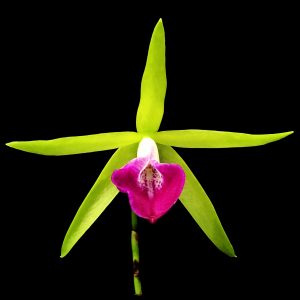 Brassocattleya Gulfshore's  Beauty ’Green Gem’