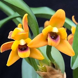 Maxillaria variabilis
