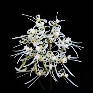 Dendrobium wassellii (syn. Dockrillia wassellii)