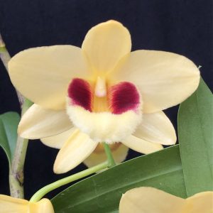 Dendrobium Gatton Sunray FCC/RHS