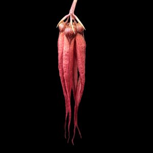 Bulbophyllum treschii