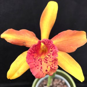 Rhynchobrassoleya Copper Queen 'Ruby Lip'