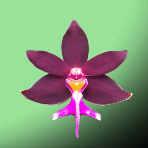 Trichoglottis atropurpurea (syn.Trichoglottis philippinensis var.brachiata)
