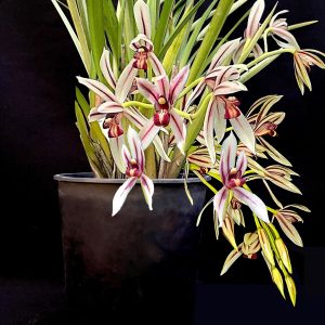 Cymbidium dayanum