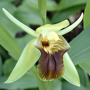 Coelogyne fuliginosa