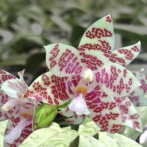 Phalaenopsis hieroglyphica