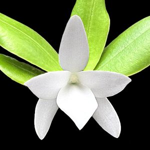Aerangis fastuosa