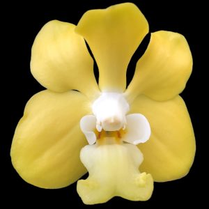 Vanda denisoniana