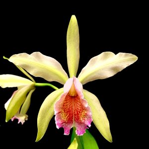 Cattleya Fulvescens