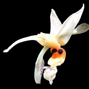 Stanhopea embreei
