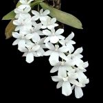 Aerangis citrata
