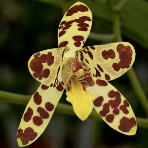 Ansellia africana
