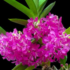 Vanda ampullacea (syn. Ascocentrum ampullaceum)