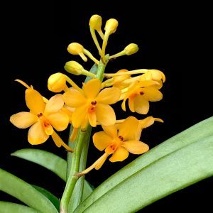 Vanda miniata (syn. Ascocentrum miniatum)