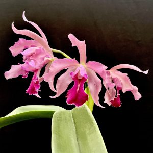 Cattleya Little Lars