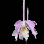 Cattleya maxima 'Yellow Lip'