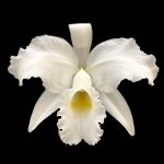 Cattleya trianae ‘alba´