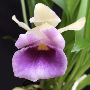 Warczewiczella discolor  (syn. Cochleanthes discolor)