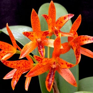 Guarianthe aurantiaca  'Mishima Spot'