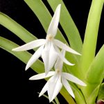 Jumellea arachnantha