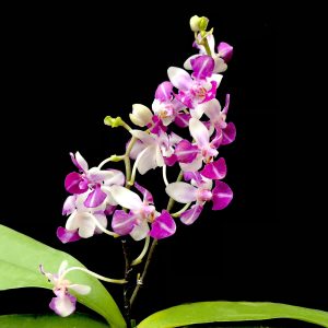 Phalaenopsis Anna-Larati Soekardi 'Wilson'