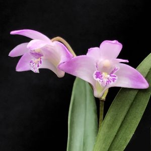 Dendrobium kingianum