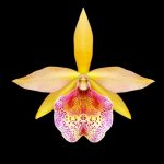 Brassocattleya Keowee ´VI Galaxy’ AM/AOS