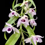 Dendrobium Nestor 'coerulea'
