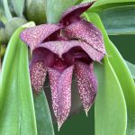 Bulbophyllum Pride of Papua