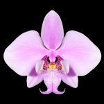 Phalaenopsis schilleriana