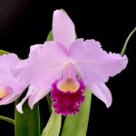 Cattleya trianae