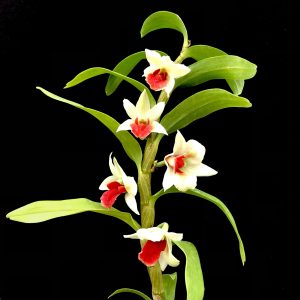 Dendrobium Frosty Dawn