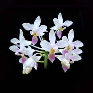 Phalaenopsis equestris 'coerulea'