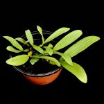 Bulbophyllum purpureorhachis