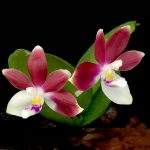 Phalaenopsis tetraspis ‘Red´ syn. speciosa